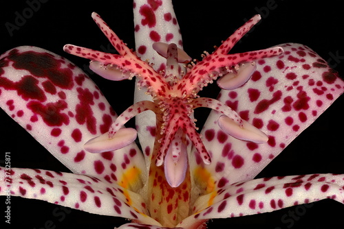 Hairy Toad Lily (Tricyrtis hirta). Pistil and Stamens Closeup