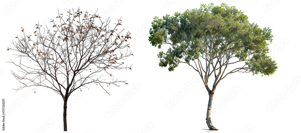 custom made wallpaper toronto digitalA picture of a single green tree and tree with a feww leaves isolated PNG transparent background