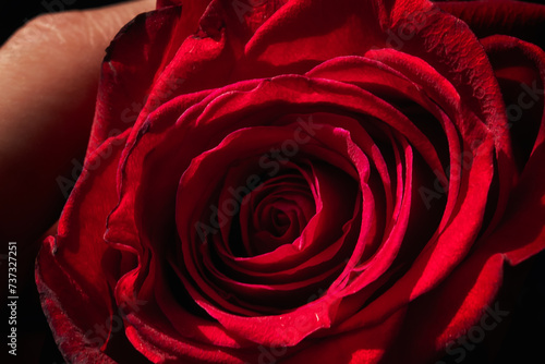 Rosa roja, san valentin photo