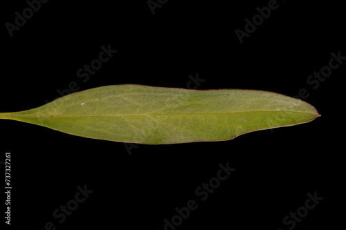 Snapdragon (Antirrhinum majus). Leaf Closeup photo