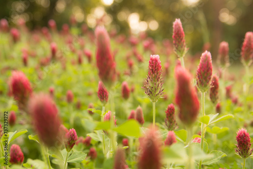 a field of red clover flowers