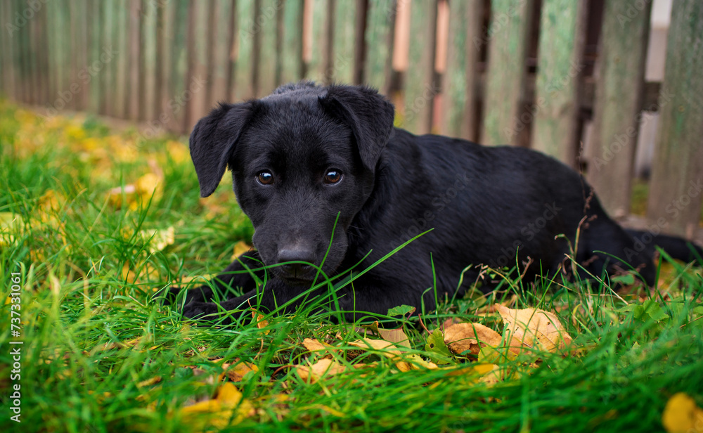 A black labrador lies in the grass on the background of a blurred fence. The puppy is four months old. He looks with frightened eyes. The photo is blurred A black labrador lies in the grass on the background of a blurred fence. The puppy is four months old. He looks with frightened eyes. The photo is blurred