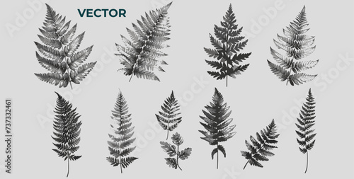 Fern Engraving style Vector Set: Hand-Drawn Retro Halftone Dotted Ink Sketches for Posters, Banners, Cards - Vintage Botanical Illustration Collection