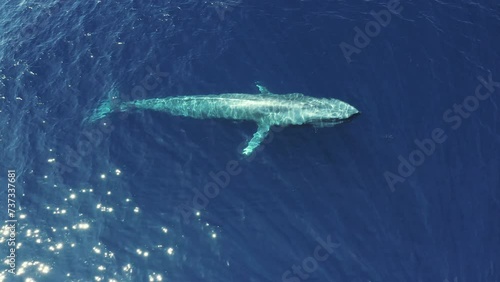 Aerial Panning Shot Of Blue Whale Swimming And Blowing Water In Sea On Sunny Day - Oahu, Hawaii