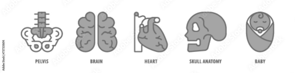 Baby, Skull Anatomy, Heart, Brain, Pelvis editable stroke outline icons set isolated on white background flat vector illustration. Baby, Skull Anatomy, Heart, Brain, Pelvis editable stroke outline icons set isolated on white background flat vector illustration.