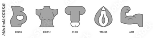 Arm, Vagina, Penis, Breast, Bowel editable stroke outline icons set isolated on white background flat vector illustration.