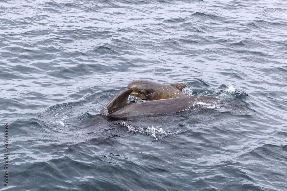 Fototapeta premium A tender moment unfolds in the North Atlantic as a pilot whale calf and mother share a close interaction off the coast of Andenes, Lofoten Islands.