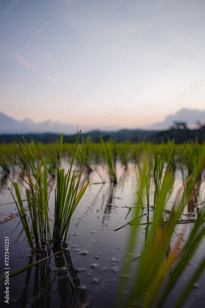 Young rice fields with puddles in the fields and a view of the mountains in the morning. 