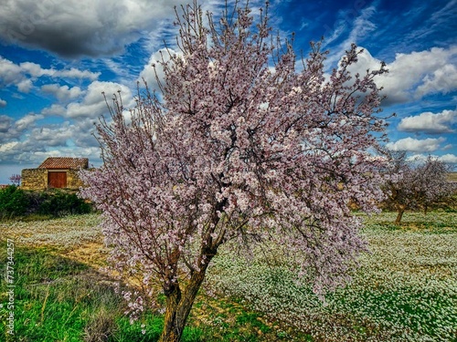 El Vilosell - ametller flor - Les Garrigues photo