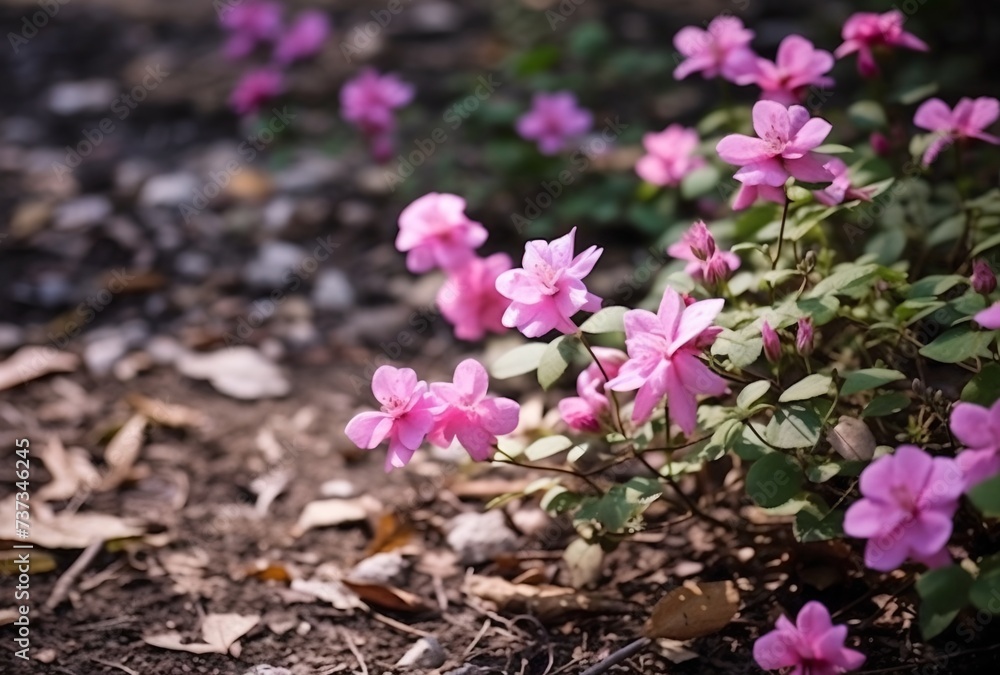 Spring flowers bush in garden