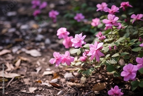 Obraz na płótnie Spring flowers bush in garden w salonie