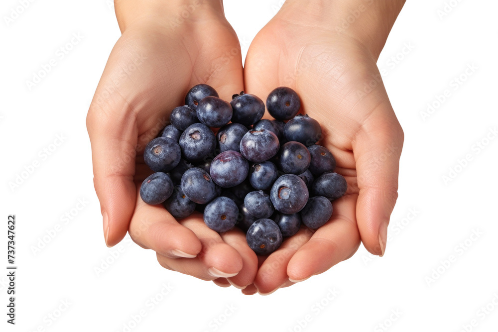 A close-up photo featuring two hands holding a handful of fresh and juicy blueberries. Isolated. A close-up photo featuring two hands holding a handful of fresh and juicy blueberries. Isolated.