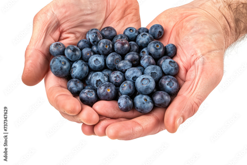 A persons hands gently clutch a handful of fresh blueberries, showcasing the vibrant blue hues of the fruit. Isolated. A persons hands gently clutch a handful of fresh blueberries, showcasing the vibrant blue hues of the fruit. Isolated.
