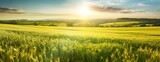 Beautiful morning in nature, landscape of grass field at sunrise