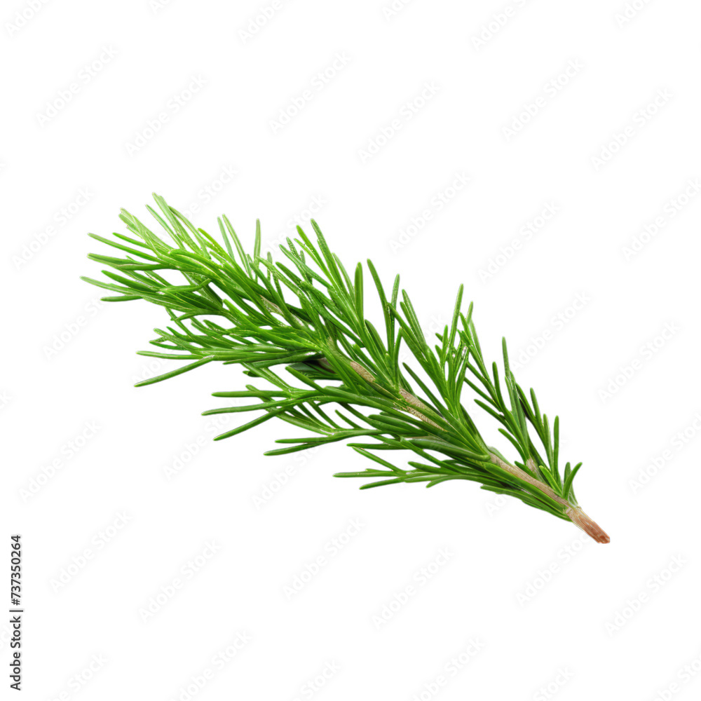 Fototapeta premium a brunch of Juniper needle isolated on white background