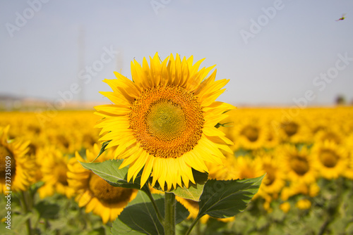 Close-up of a sunflower in a field of yellow sunflowers in an agricultural plantation in andalusia  spain. In the background blue sky and white clouds. Organic farming concept.