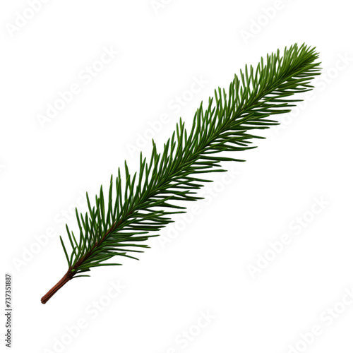 a brunch of Spruce needle isolated on white background