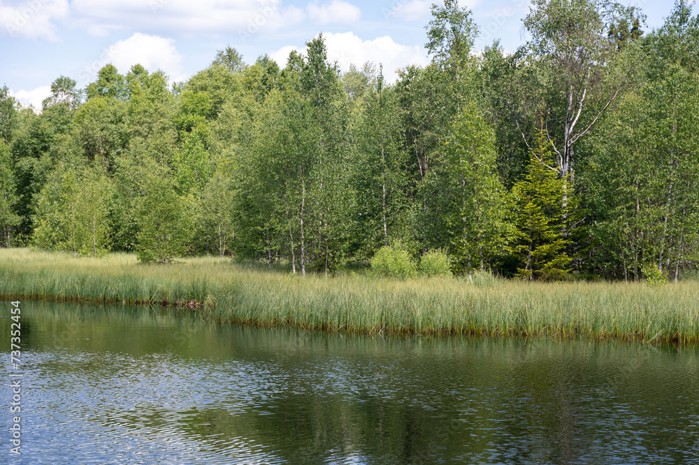 Reeds by the lake with trees