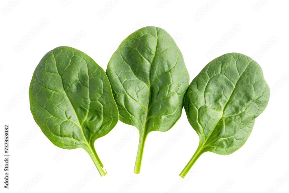 fresh green spinach Amaranth leaf isolated on transparent white background. fresh green spinach Amaranth leaf isolated on transparent white background.
