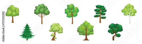 Green Forest Trees with Exuberant Tree Crown Vector Set