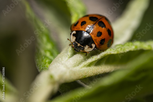 ladybug on green leaf. ladybird or coccinellidae close up. Ladybug tropical forest wildlife focus dynamic. © MD Media