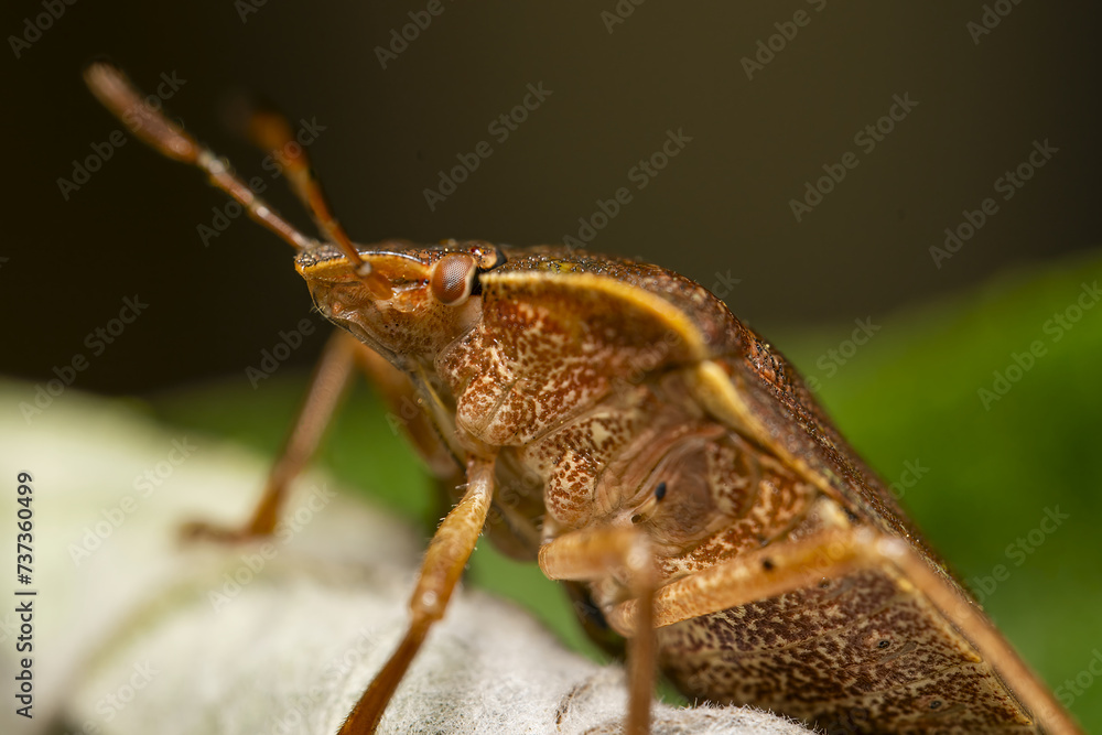 Macro photograph of Otiorhynchus sulcatus (Vine Weevil). Native to Europe but common in North America as well. It is a pest of many garden plants Macro photograph of Otiorhynchus sulcatus (Vine Weevil). Native to Europe but common in North America as well. It is a pest of many garden plants