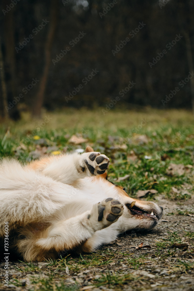The dog is lying on its back while walking in the park. Welsh corgi Pembroke put his belly up for someone to scratch. Paws up.