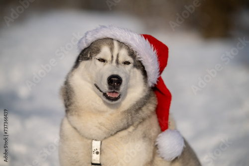 Close-up Portrait of a funny Siberian Husky dog sitting in a winter fairy forest and wearing a red Christmas Santa Claus hat on a sunny winter day.