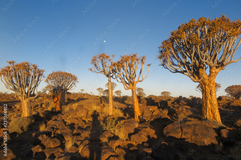 Naklejka premium Aloe dichotoma