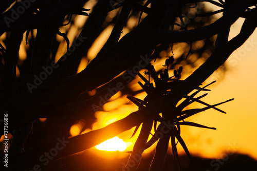 Aloe dichotoma photo