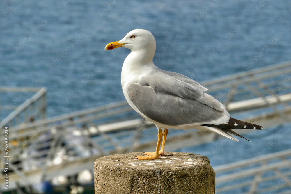 Obraz premium Portrait of seagull looking out to water