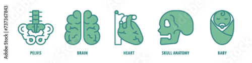 Baby, Skull Anatomy, Heart, Brain, Pelvis editable stroke outline icons set isolated on white background flat vector illustration.