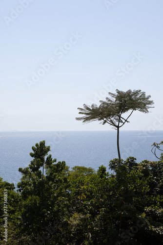 Trees and sea in the background