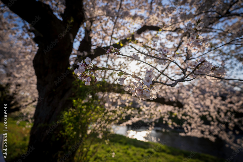 夕陽を浴びる桜