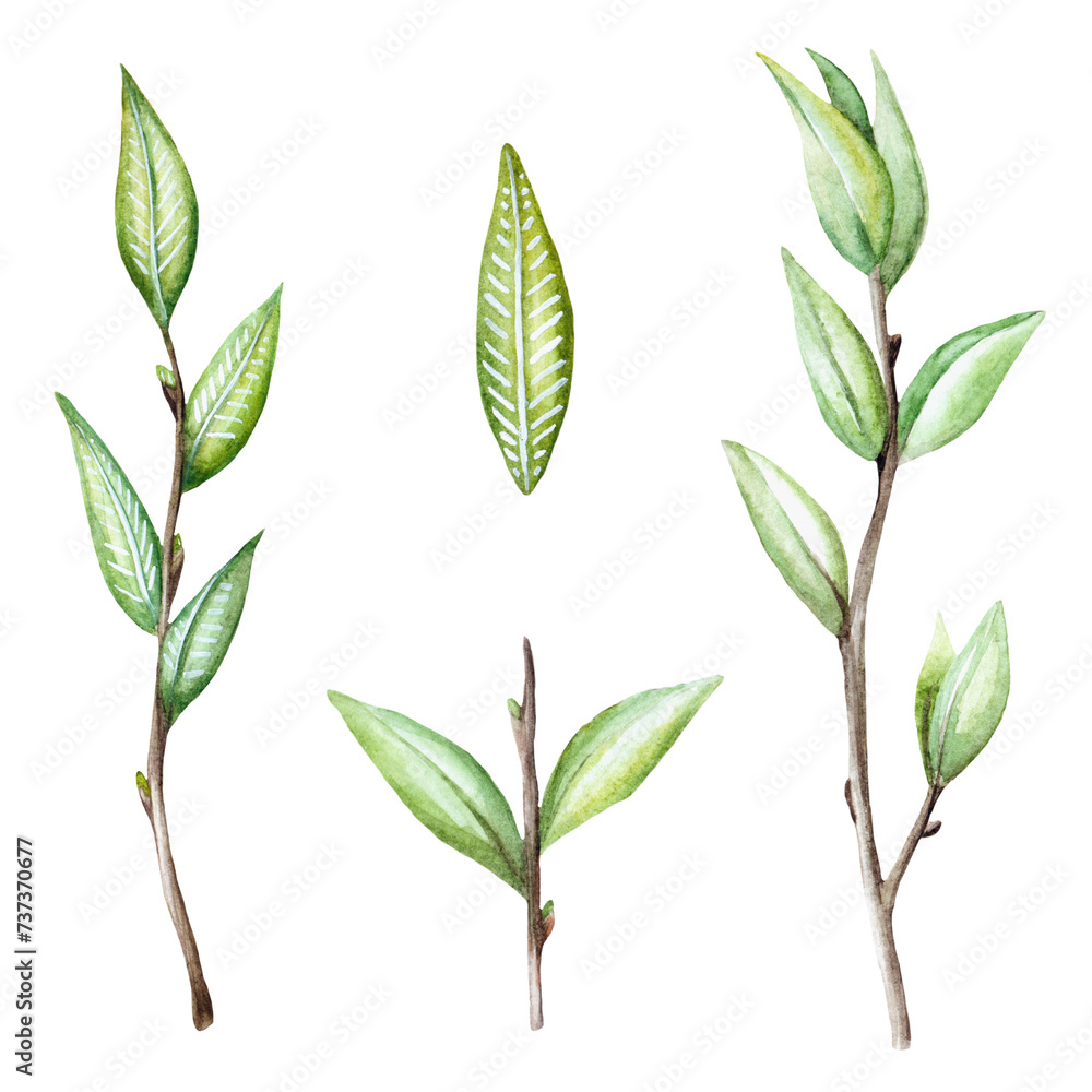 Spring young twigs and leaves of a tree. Hand drawn set of isolated watercolor illustrations. For designing invitations, greeting cards, packaging