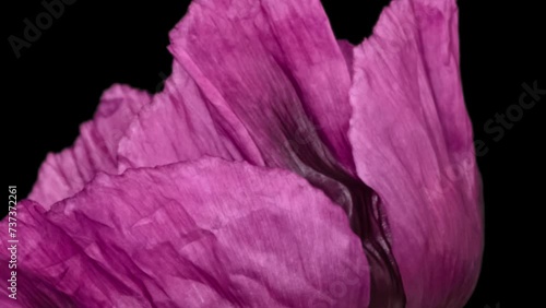 Macro time lapse blooming Opium Poppy (Papaver somniferum) flower, isolated on pure black background