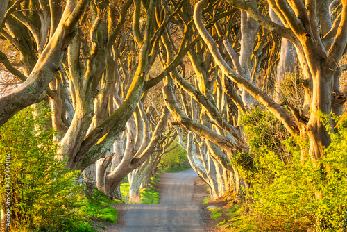 Dark Hedges - beech trees lane in Northern Ireland. Northern Ireland photo
