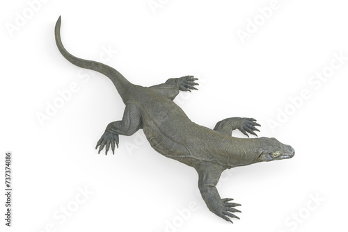 komodo dragon is resting in white background on top view