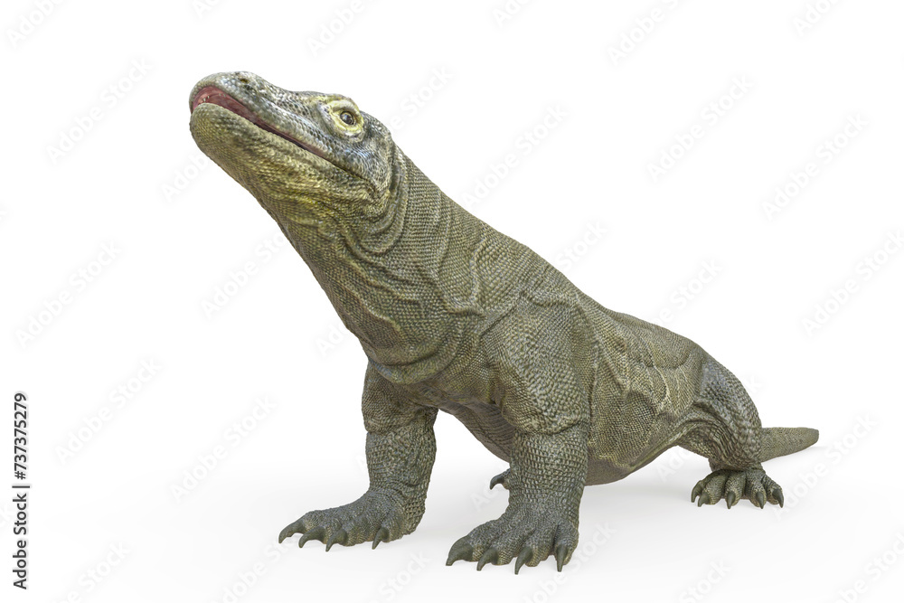 komodo dragon is looking up in white background komodo dragon is looking up in white background