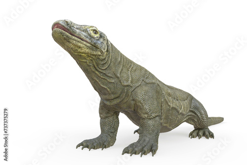 komodo dragon is looking up in white background © DM7