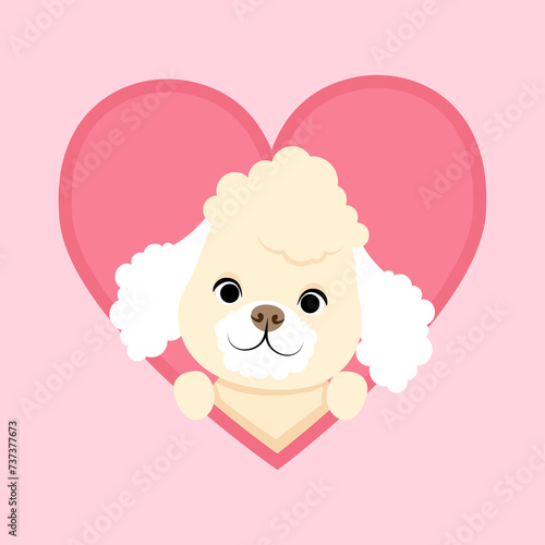 Cute white poodle peeking out of a heart
