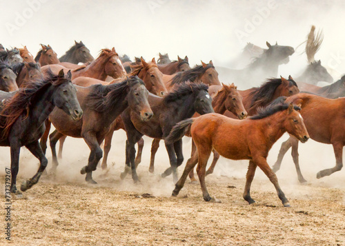 Fototapeta Naklejka Na Ścianę i Meble -  Running horses.2