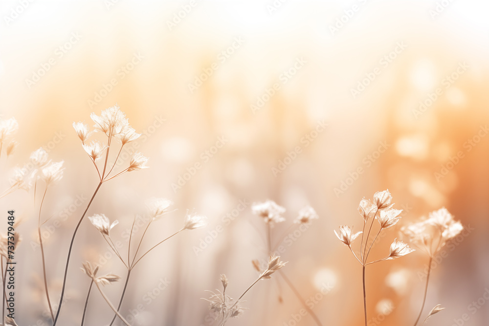 Gentle Sunrise Light on Delicate Wildflowers Gentle Sunrise Light on Delicate Wildflowers