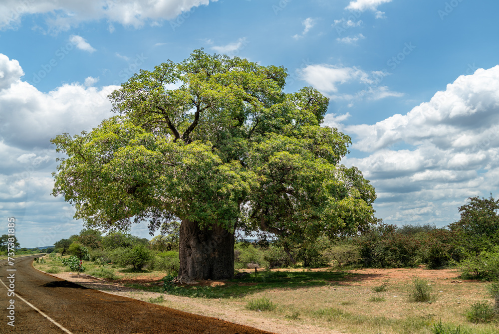 African Baobab Tree in beautiful scenery.