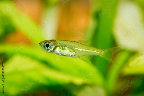 Kubotai Rasbora (Microdevario kubotai). Nano fish tank, aquarium fish.
