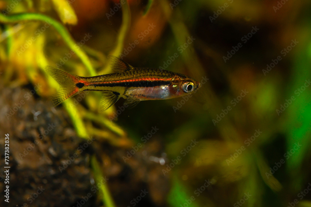 Least Rasbora (Boraras urophthalmoides) from Southeast Asia, nano fish tank, aquarium fish. Least Rasbora (Boraras urophthalmoides) from Southeast Asia, nano fish tank, aquarium fish.
