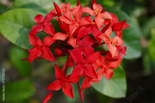 Closed capture of red Jungle Geranium flower.