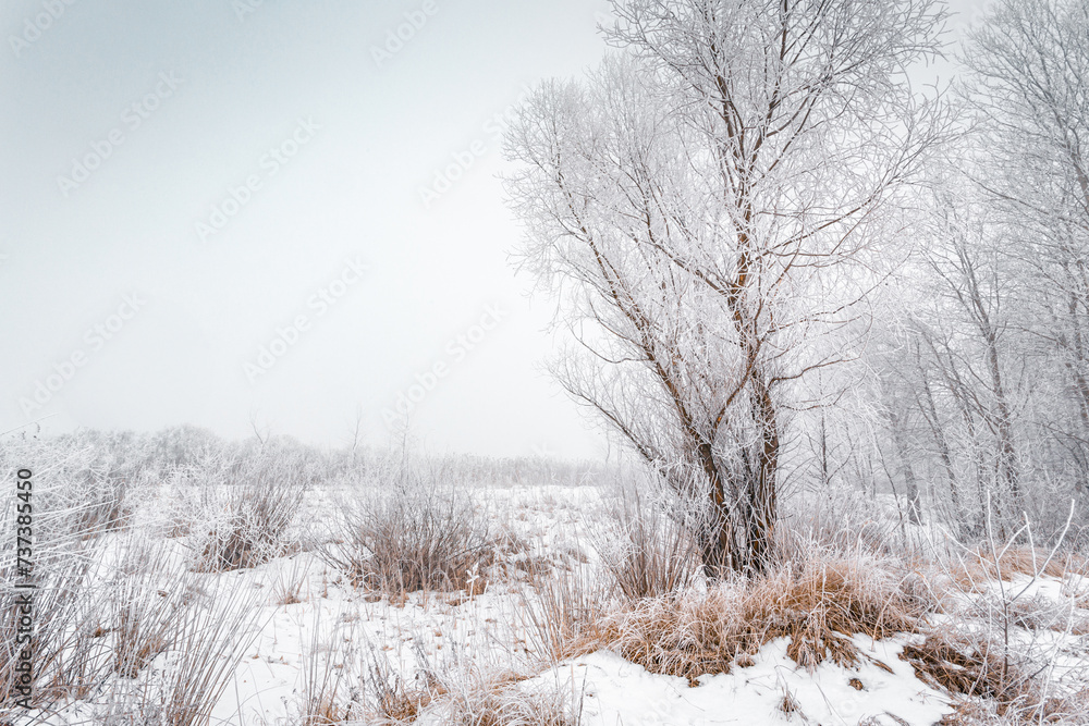 Winter foggy scene with rime on the trees and grass. Winter foggy scene with rime on the trees and grass.