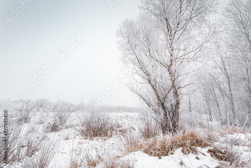 Winter foggy scene with rime on the trees and grass.
