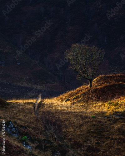 Tree light up by the sun, on the mountains of Glenfinnan, Scotland.